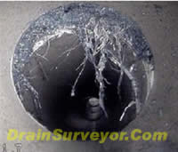 www.drainsurveyor.com_root ingress in drain